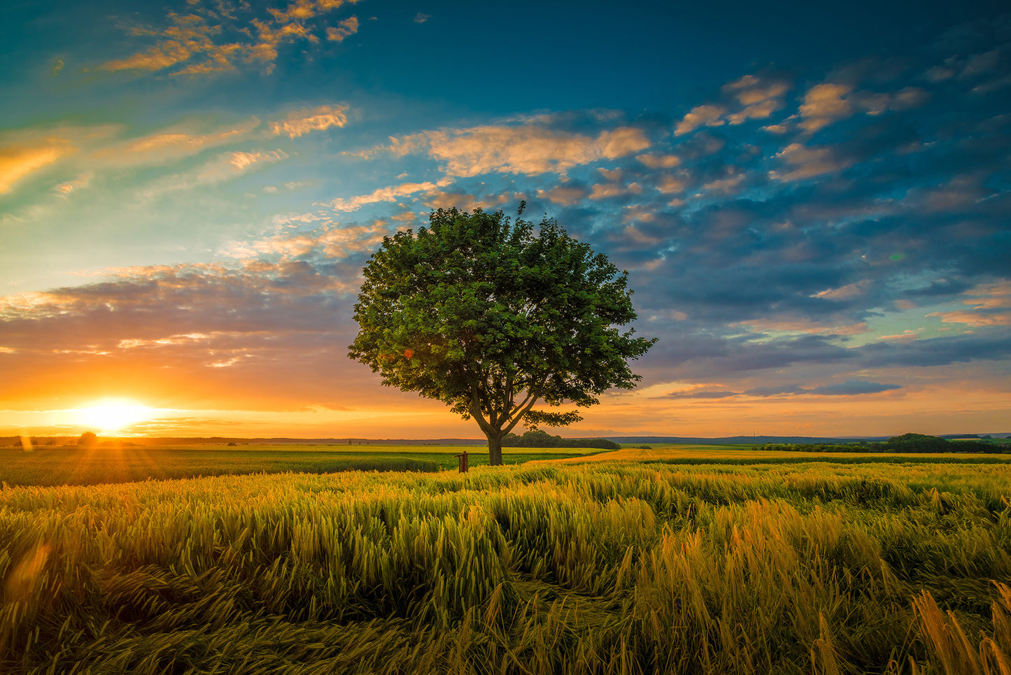 Sunset in the field