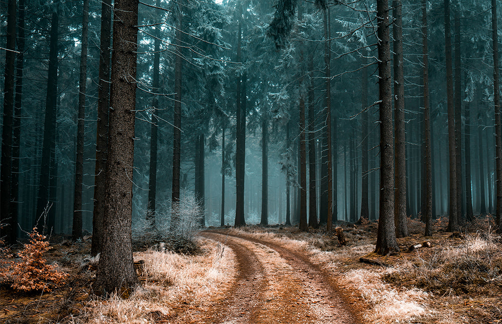 Forest Frost