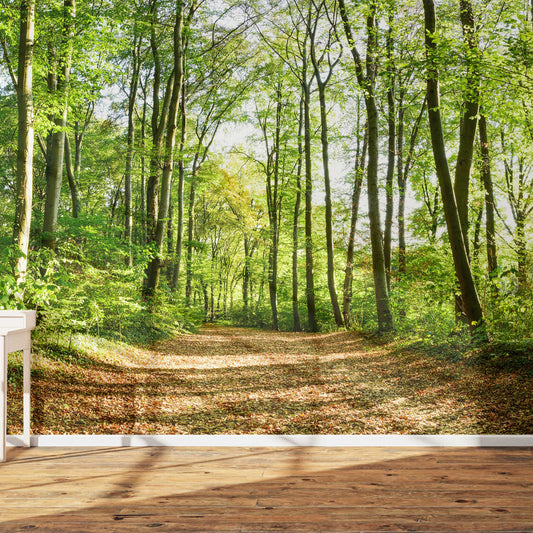 A trail in the forest