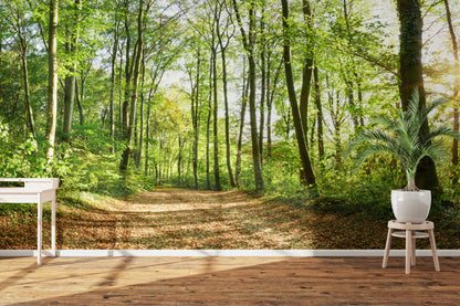 A trail in the forest