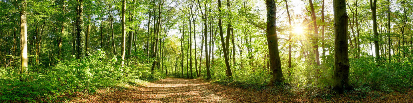 A trail in the forest